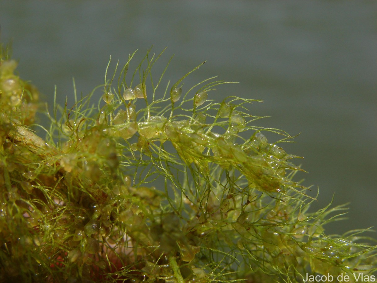 Utricularia aurea Lour.